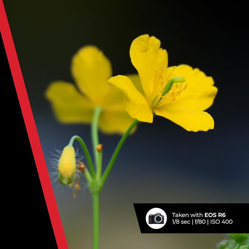 Canon RF 100-400mm F5.6-8 IS USM Lens